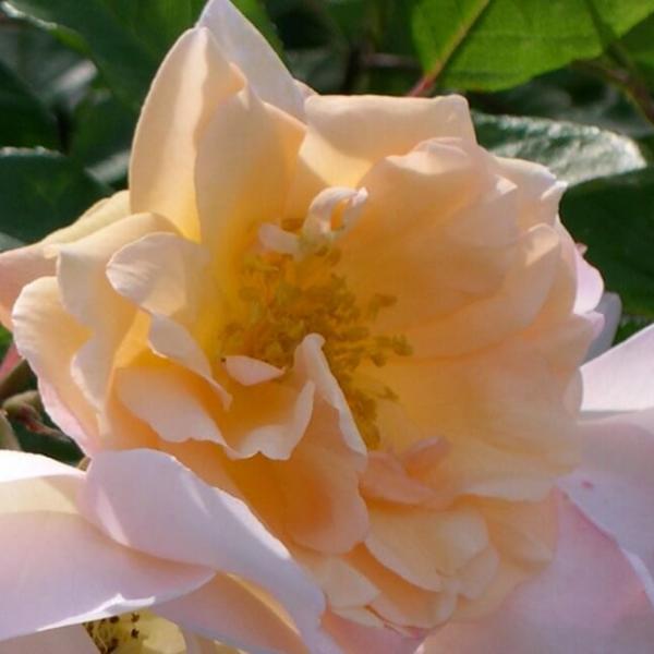 GPT GHISLAINE DE FELIGONDE